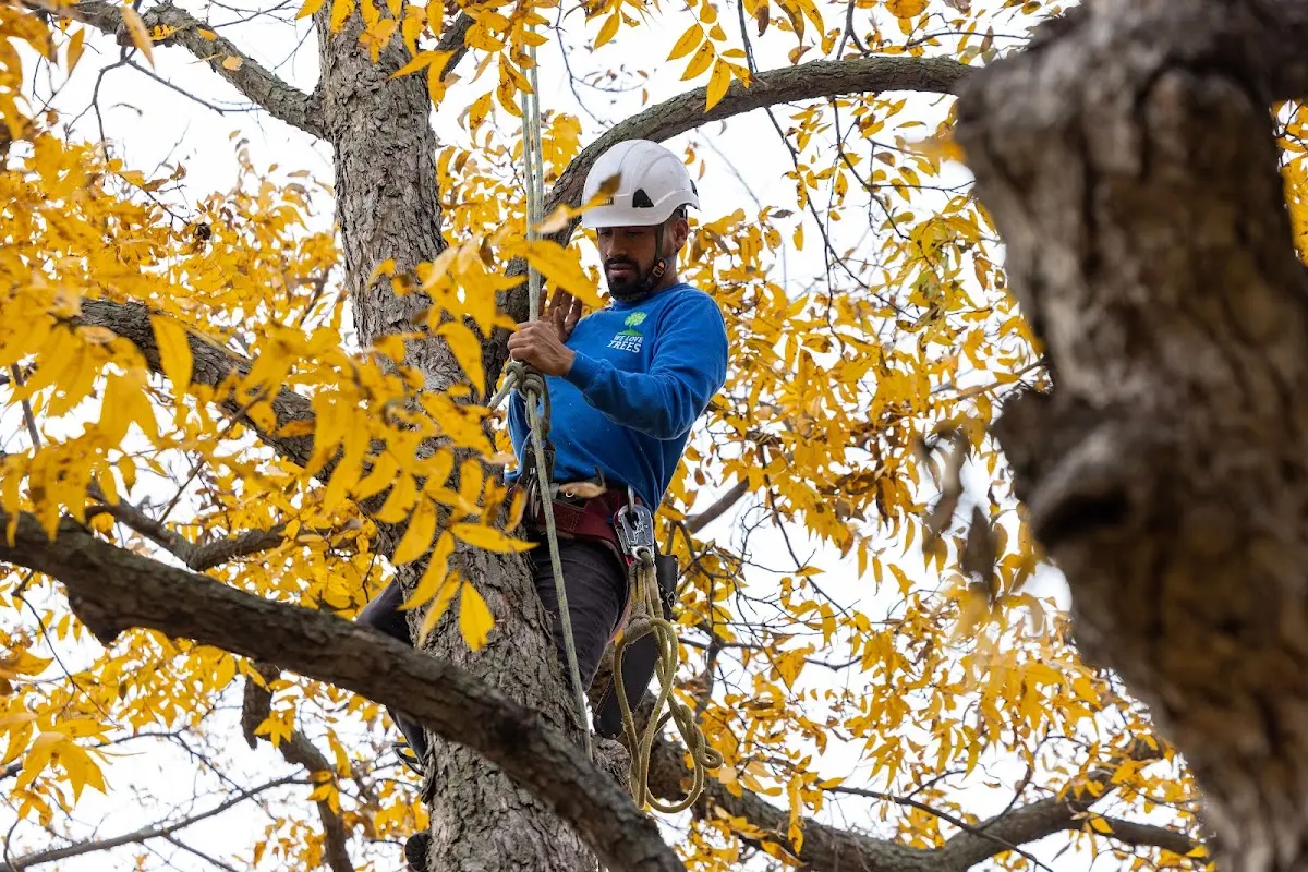 Skilled Tree Transplanting crew working in Calhoun City