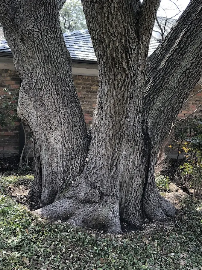 Mature heritage tree close to a Calhoun City property cared for by certified arborists